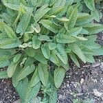 Stachys affinis Folha