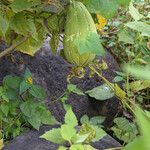 Luffa aegyptiaca Fruit