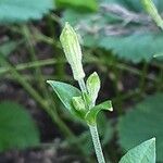 Silene schafta Flower