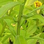 Helenium autumnale Žievė