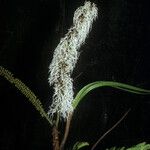 Pentaclethra macroloba Blüte