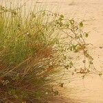 Distimake aegyptius आदत