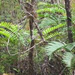 Blechnum cordatum Hàbitat