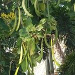 Bauhinia forficata Owoc