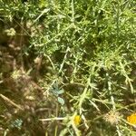 Genista scorpius Leaf