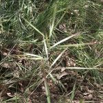 Bromus diandrus Flower