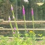 Digitalis purpureaЦвят