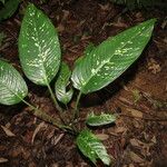 Dieffenbachia oerstedii Liść