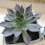 Echeveria affinis Ліст