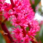 Cunonia vieillardii Flor