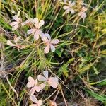 Pelargonium quinquelobatum Flors