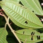 Miconia affinis Leaf