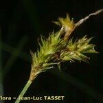 Carex pseudobrizoides Květ