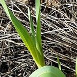 Allium ampeloprasum Blatt