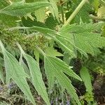 Leonurus quinquelobatus Hoja