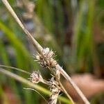 Juncus dudleyi Fruit