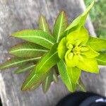 Euphorbia wallichii Blatt