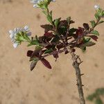 Iberis procumbens Libunga