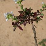 Iberis procumbens Natur