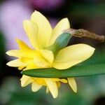 Narcissus jonquilla 花
