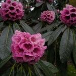Rhododendron hodgsonii Цвят