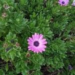 Dimorphotheca fruticosa ফুল
