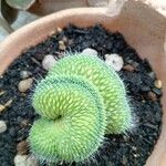 Mammillaria spinosissima Frunză