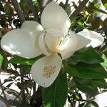 Magnolia grandiflora Blomma