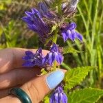 Lobelia siphiliticaFlower