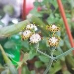Senecio articulatus Flower