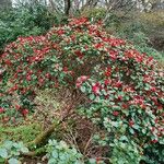 Rhododendron haematodes Vekstform