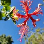 Hibiscus schizopetalus Flor