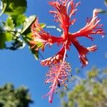 Hibiscus schizopetalus Cvet