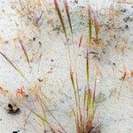 Festuca fasciculata 整株植物