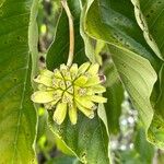 Camptotheca acuminata Fruit