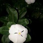 Catharanthus roseus फूल