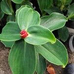 Costus woodsonii पत्ता