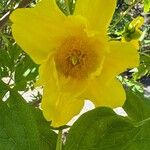 Paeonia ludlowii Çiçek