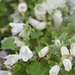 Campanula dolomitica Flower