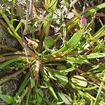 Calandrinia ciliata Hostoa