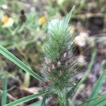 Trifolium angustifolium Květ