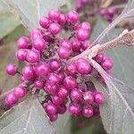 Callicarpa bodinieri Плід