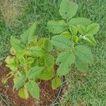 Rubus urticifolius Leaf