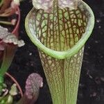 Sarracenia leucophylla 花