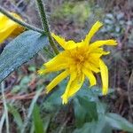 Hieracium sabaudum Fiore