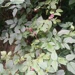 Rubus idaeus Агульны выгляд