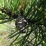 Pinus nigra Φρούτο