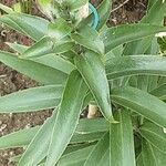 Lilium lancifolium Blad