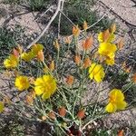 Bongardia chrysogonum Çiçek