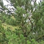 Pinus contorta অভ্যাস